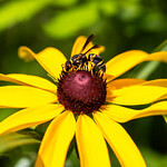 Meet the Pollinators! - logo